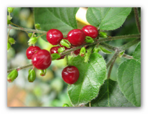 Botanischer Garten 2009 053 - Kopie